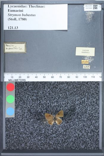 Media type: image;   Entomology 73080
